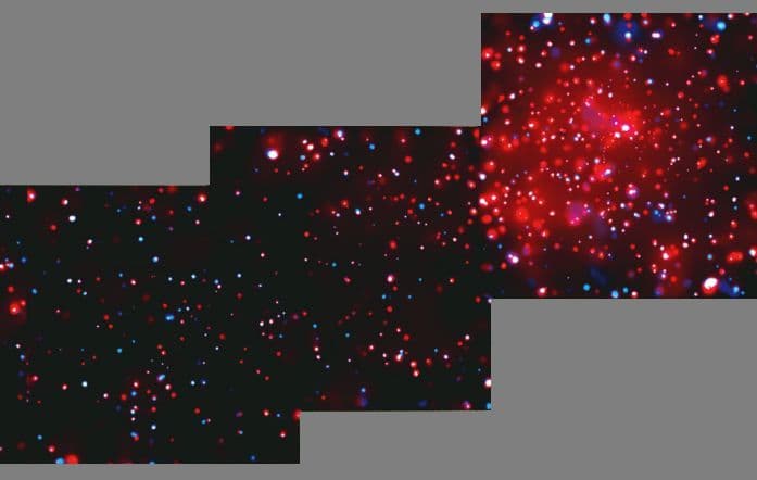 X-Ray Stars and Winds in the Rosette Nebula