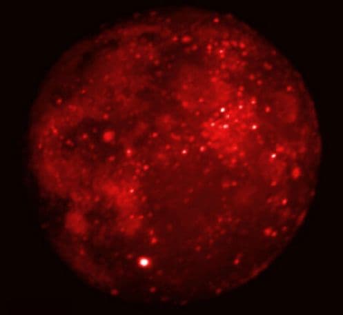 Eclipsed Moon in Infrared