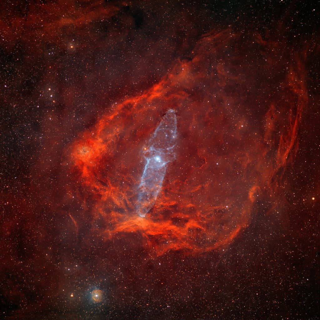 A Giant Squid in the Flying Bat