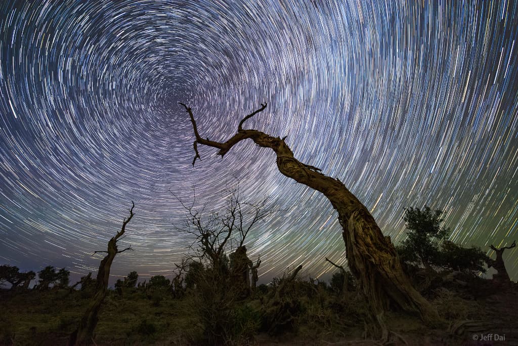 North Celestial Tree