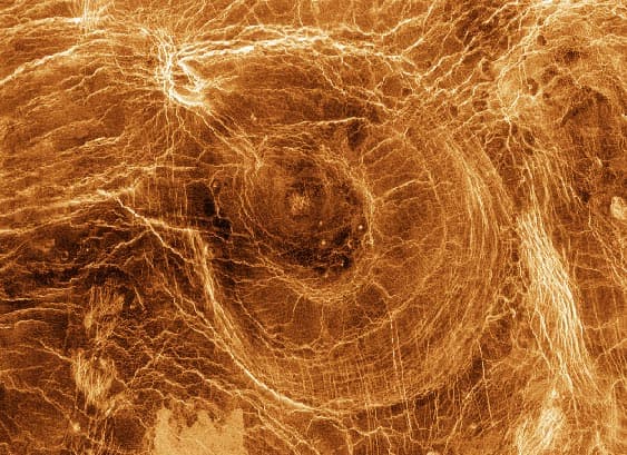 Arachnoids on Venus