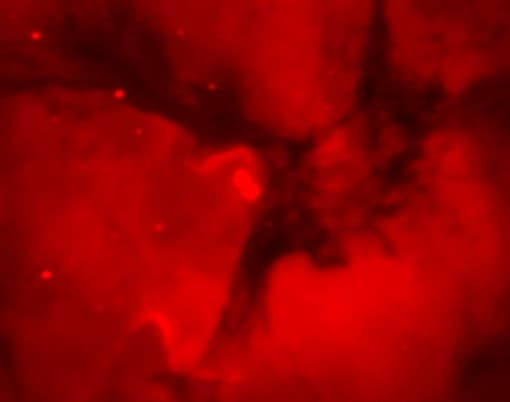 Hydrogen Trifid