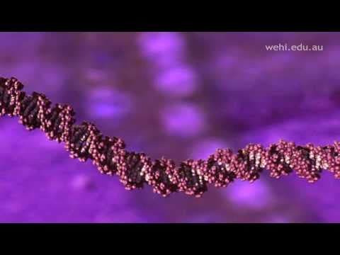 DNA: The Molecule that Defines You