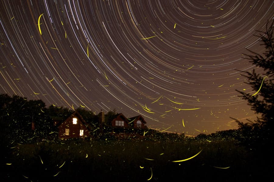 A Summer Night's Dream
