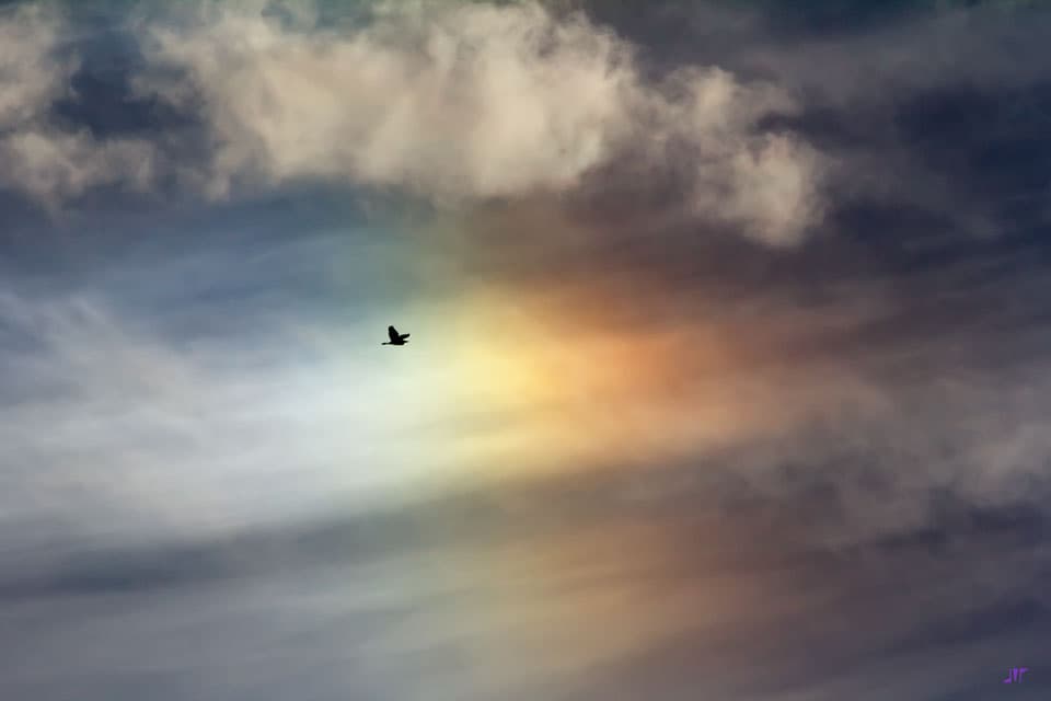 Bird Sun Dog