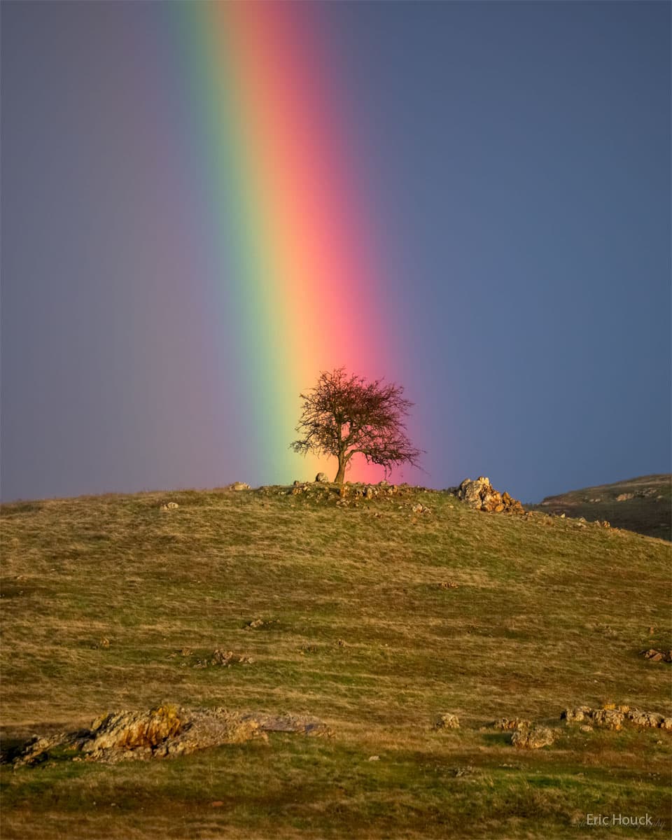 Rainbow Tree