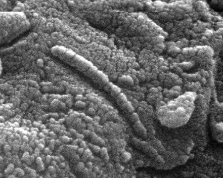 Pictured: An Ancient Martian?